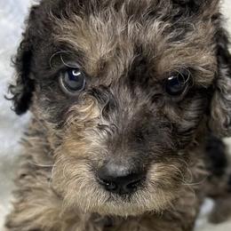 Labradoodles from Pawsome doodles