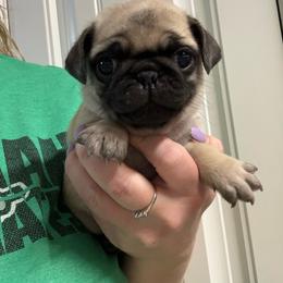 Cadbury - Fawn male Pug puppy in Ludowici, Georgia from Royal Destiny Kennels