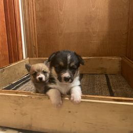 Karakachan and Pembroke Welsh Corgi Puppies from Rock Solid Ranch