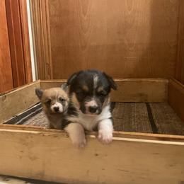 Karakachan and Pembroke Welsh Corgi Puppies from Rock Solid Ranch