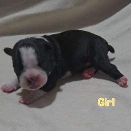 Yellow - Black and white female Boston Terrier puppy in Clinton Township, Michigan from Greenberg's Boston Terriers & Bullies of Metro Detroit
