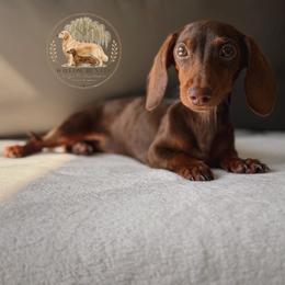 Nala (AKC) - Chocolate and tan female Dachshund puppy in Lumber City, Georgia from Willow Run LLC