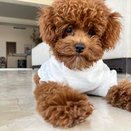 Goldendoodle Puppies from Snowfire Doodles