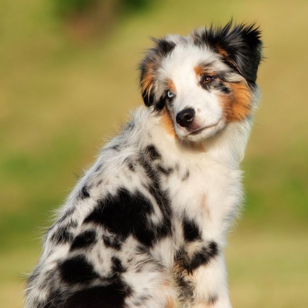 Miniature Australian Shepherd