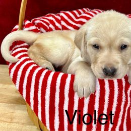 Violet - Yellow Labrador Retriever puppy in Sandpoint, Idaho from Allen Sunnyside AKC Labs