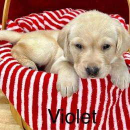 Violet - Yellow Labrador Retriever puppy in Sandpoint, Idaho from Allen Sunnyside AKC Labs