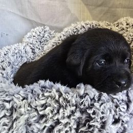 Female 1 - Black female Labrador Retriever puppy in Conway, Missouri from Patton's Triple Pine Farm