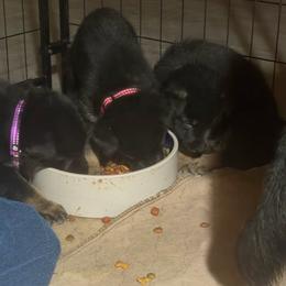 Black collar boy - Bi-color male German Shepherd puppy in Centralia, Illinois from Janices AKC German Sheperds LLC