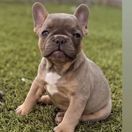 Girl 1 - Blue fawn female French Bulldog puppy in Cordes Lakes, Arizona from Puppy Love AZ LLC