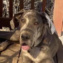 Maze - Great Dane