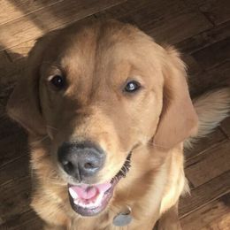 Goldendoodles and Golden Retrievers from Runway Goldens