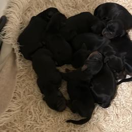 Gordon Setter Puppies from The Duke of Gordon