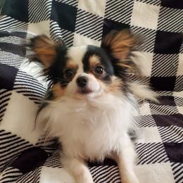 Hummer - Chihuahua