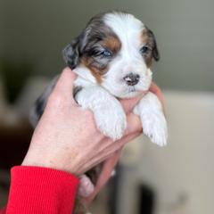 Chanel - female Australian Mountain Doodle puppy in Spanish Fork, Utah from Little Puppy Co.