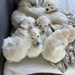 Bernedoodle and Goldendoodle Puppies from White Oak