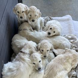 Bernedoodle and Goldendoodle Puppies from White Oak