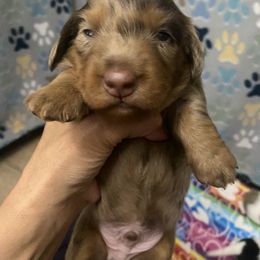 Dachshund Puppies from The Wienery