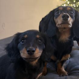 Dachshunds from Birkin’ Paws