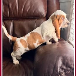 Burgundy collar feamale - Red and white female Basset Hound puppy in Columbia, South Carolina from Pawmetto Hounds
