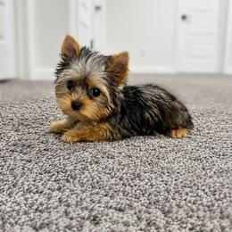 Tiny Berry - Parti female Yorkshire Terrier puppy in Phoenix, Arizona from Luxury Pups AZ