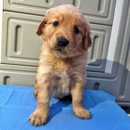 Indy - Golden Golden Retriever puppy in Sedalia, Missouri from Bee’s Retrievers