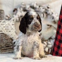 English Springer Spaniel Puppies from Cedarhaven Springer Spaniels