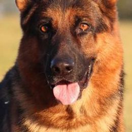 German Shepherds and Golden Retrievers from Kallhart Shepards and retrievers