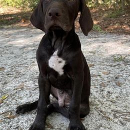 Weimaraners from Burdette Weims