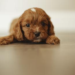Cocoa bean - Red Cavapoo puppy in Moses Lake, Washington from The Cav Family