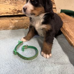 Green - Black rust and white male Bernese Mountain Dog puppy in Delton, Michigan from Rocky Top Acres