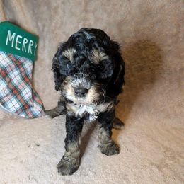 Noelle - Black and tan female Cockapoo puppy in Sunset, Louisiana from Cano Cockapoos