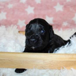 Black - Parti male Goldendoodle puppy in Grants Pass, Oregon from Oregon Valley Doodles