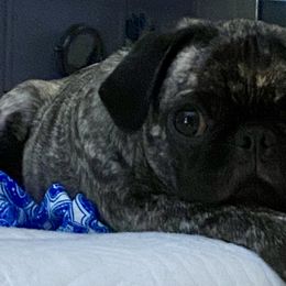 Pugs from Marbled Munchkins