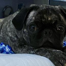 Pugs from Marbled Munchkins