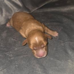 Hope - Red female Cavapoo puppy in Kingsville, Missouri from Echo Valley Cavapoos