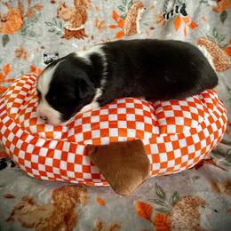 Chamomile - Black & white female Australian Shepherd puppy in Brookfield Township, Ohio from AussieLand Shepherds