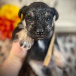 Tan collar - Black and silver female Miniature Schnauzer puppy in Parker, Pennsylvania from TJ's Silver Paws Miniature Schnauzers