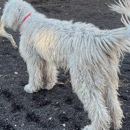 Anatolian Shepherd Dogs, Komondorok, and Newfoundlands from Tatties Ranch
