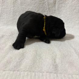 German Shepherd and Newfoundland Puppies from Tampa Bay Farm