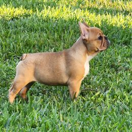 French Bulldogs from Heller's Pride French Bulldogs