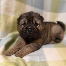 Guacamole - Black sable male Chinese Shar-Pei puppy in Lenoir, North Carolina from Peitato Chips