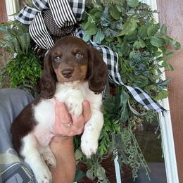 Charlie - Piebald male Dachshund puppy in Aurora, Missouri from Baker Farms