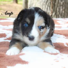 Amp - Blue merle male Australian Shepherd puppy in Coldwater, Michigan from Northern Star Australian Shepherds