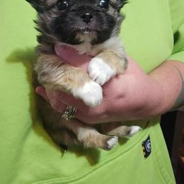 Teddy - Chocolate sabled fawn male Chihuahua puppy in Amity, Pennsylvania from Baxters Chihuahuas