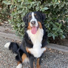 Samson - Bernese Mountain Dog