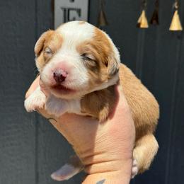Atlas - Fawn and white male American Corgi puppy in East Oakdale, California from Rhettro Kennels