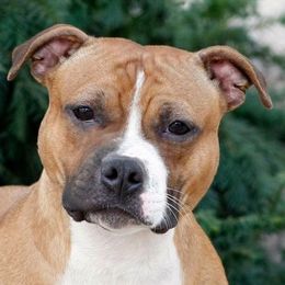 Staffordshire Bull Terriers from Moonstruck Staffords
