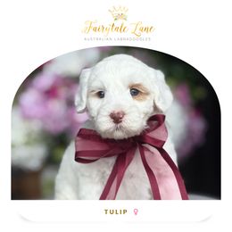 Tulip - Caramel female Australian Labradoodle puppy in Clarksville, Tennessee from Fairytale Lane Australian Labradoodles