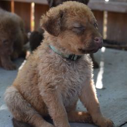 Coconut - Sedge female Chesapeake Bay Retriever puppy in Soap Lake, Washington from Desert Oasis Kennels