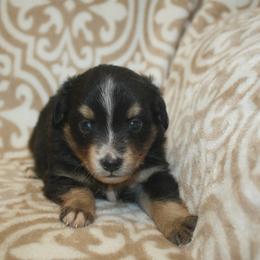 Splash - Black tri male Miniature Australian Shepherd puppy in Licking, Missouri from Burnett Aussies